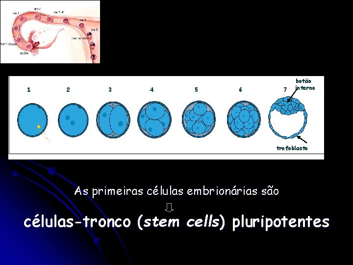 1 2 3 4 5 6 7 botão interno trofoblasto As primeiras células embrionárias