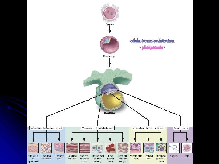 célula-tronco embrionária - pluripotente - 
