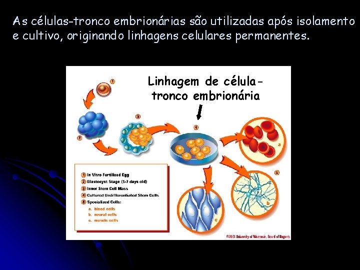 As células-tronco embrionárias são utilizadas após isolamento e cultivo, originando linhagens celulares permanentes. Linhagem