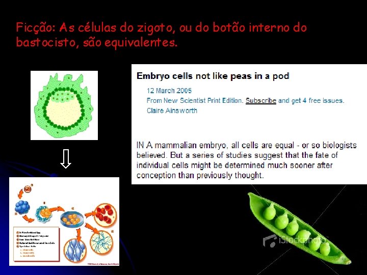 Ficção: As células do zigoto, ou do botão interno do bastocisto, são equivalentes. 