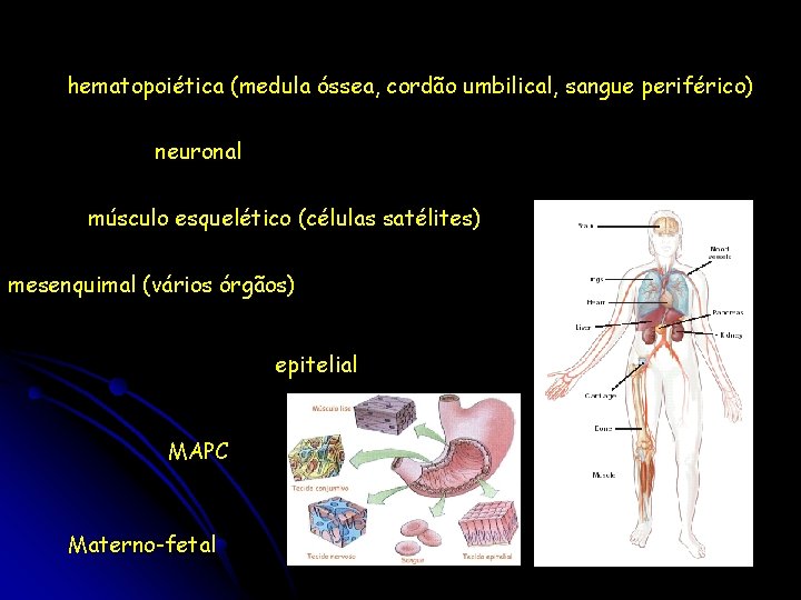 hematopoiética (medula óssea, cordão umbilical, sangue periférico) neuronal músculo esquelético (células satélites) mesenquimal (vários