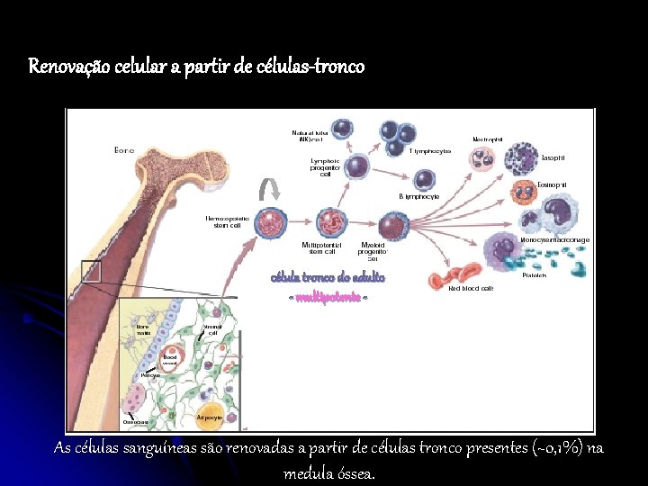Renovação celular a partir de células-tronco célula tronco do adulto - multipotente - As