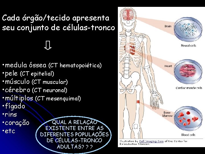 Cada órgão/tecido apresenta seu conjunto de células-tronco • medula óssea (CT hematopoiética) • pele