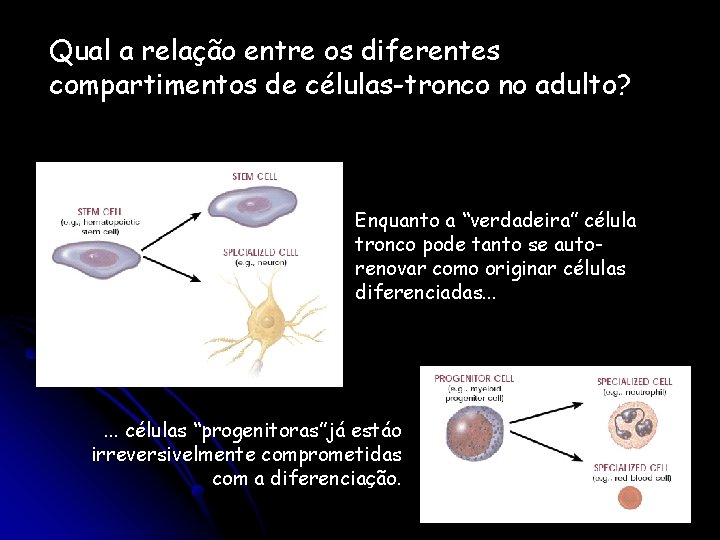 Qual a relação entre os diferentes compartimentos de células-tronco no adulto? Enquanto a “verdadeira”