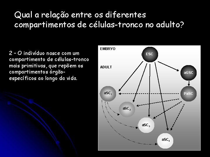 Qual a relação entre os diferentes compartimentos de células-tronco no adulto? 2 – O