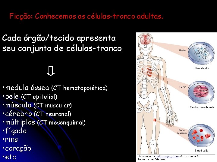 Ficção: Conhecemos as células-tronco adultas. Cada órgão/tecido apresenta seu conjunto de células-tronco • medula