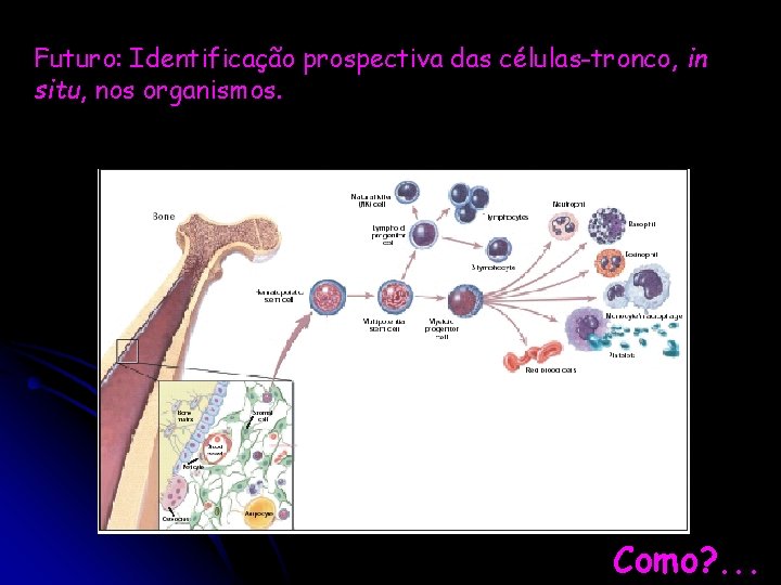 Futuro: Identificação prospectiva das células-tronco, in situ, nos organismos. Como? . . . 