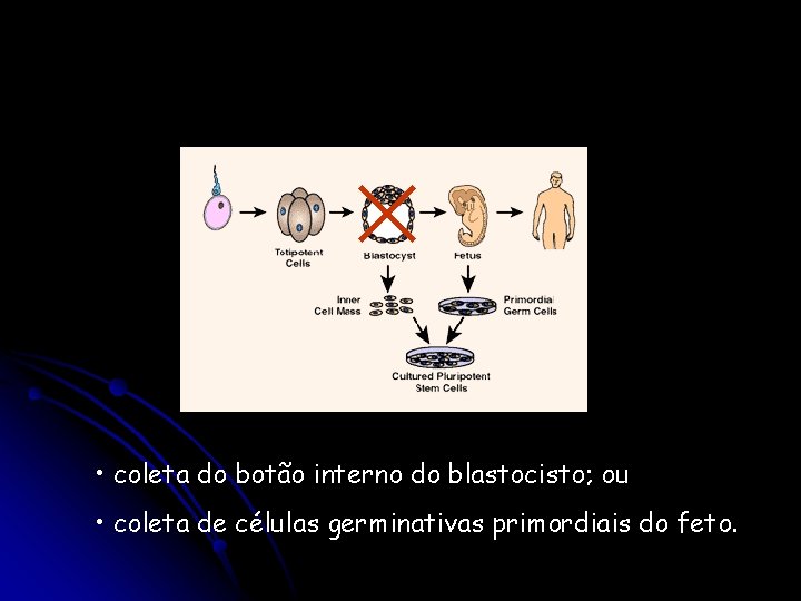  • coleta do botão interno do blastocisto; ou • coleta de células germinativas