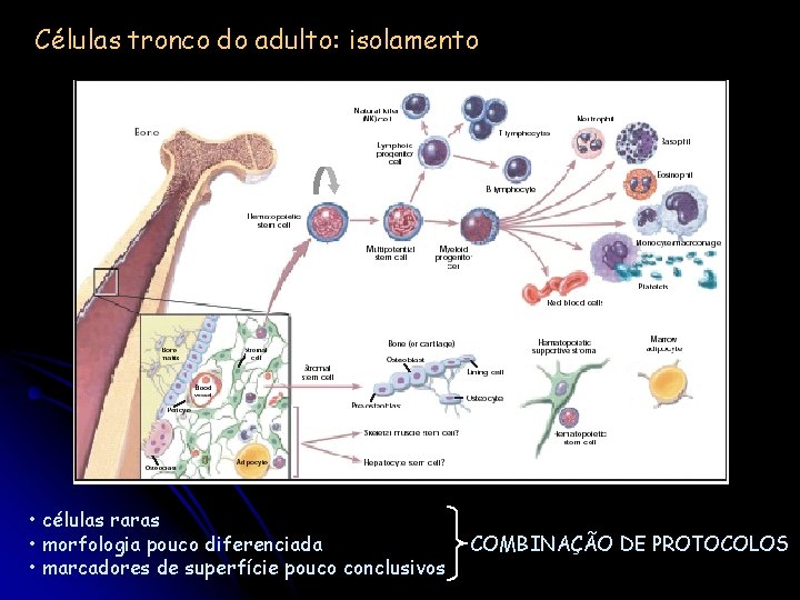 Células tronco do adulto: isolamento • células raras • morfologia pouco diferenciada • marcadores