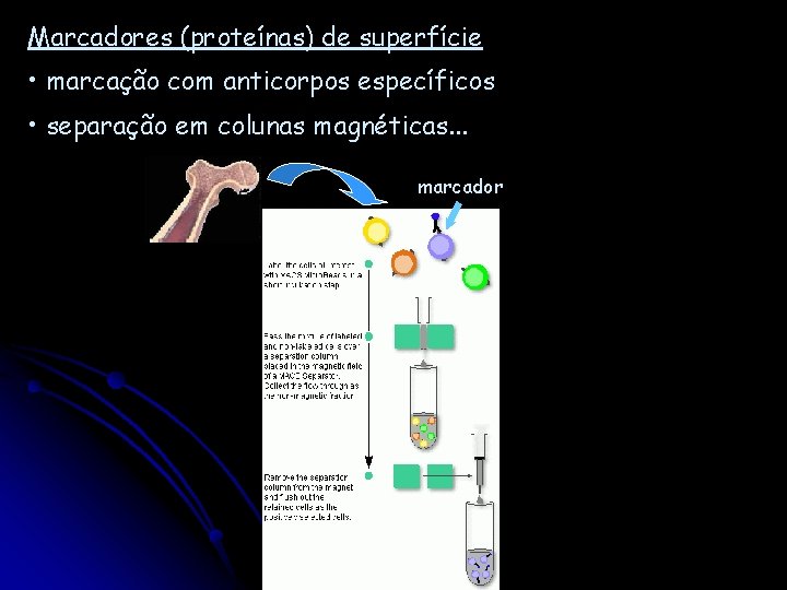 Marcadores (proteínas) de superfície • marcação com anticorpos específicos • separação em colunas magnéticas.