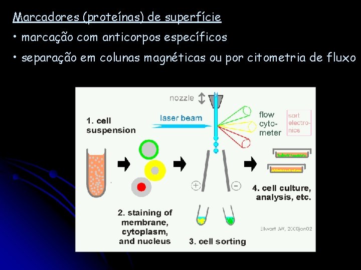 Marcadores (proteínas) de superfície • marcação com anticorpos específicos • separação em colunas magnéticas