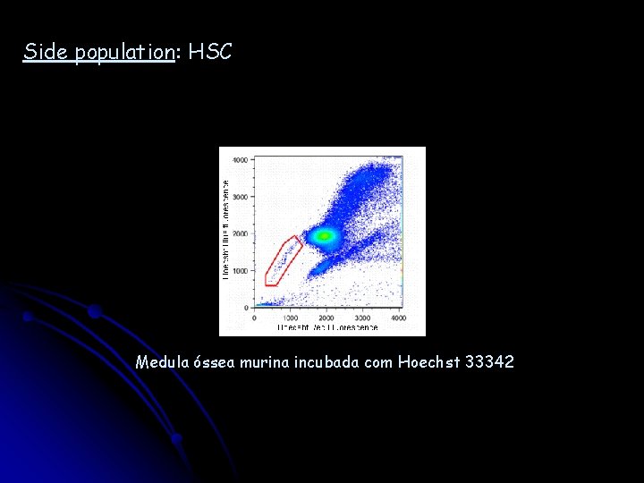 Side population: HSC Medula óssea murina incubada com Hoechst 33342 