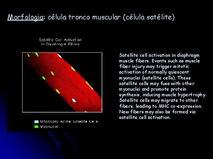 Morfologia: célula tronco muscular (célula satélite) Satellite cell activation in diaphragm muscle fibers. Events