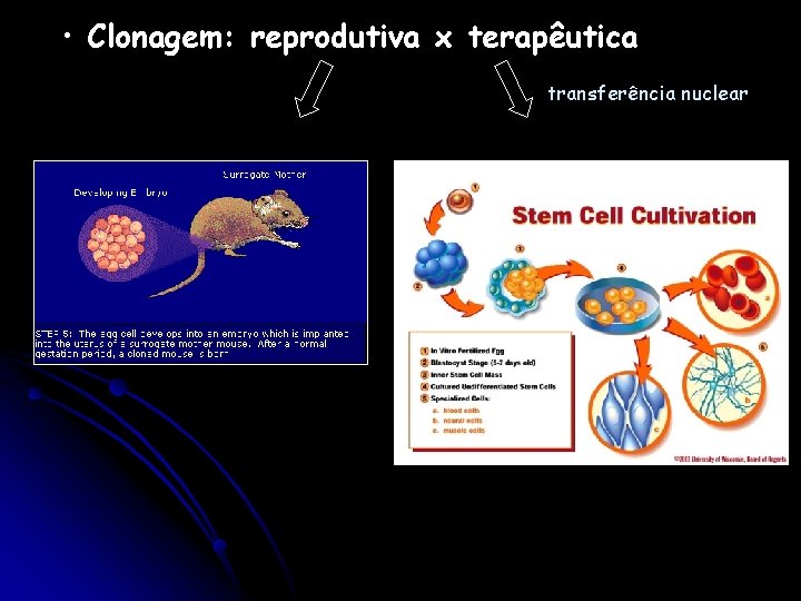  • Clonagem: reprodutiva x terapêutica transferência nuclear 