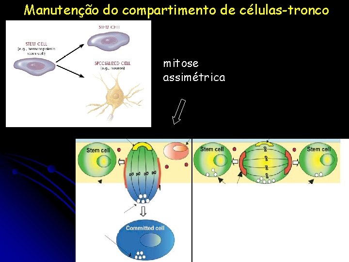 Manutenção do compartimento de células-tronco mitose assimétrica 