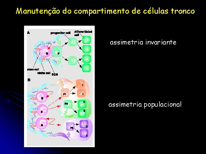 Manutenção do compartimento de células tronco assimetria invariante assimetria populacional 
