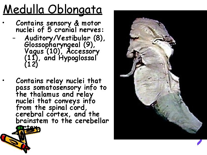 Medulla Oblongata • • Contains sensory & motor nuclei of 5 cranial nerves: –