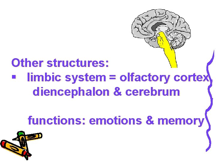 Other structures: § limbic system = olfactory cortex, diencephalon & cerebrum functions: emotions &