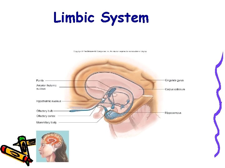 Limbic System 