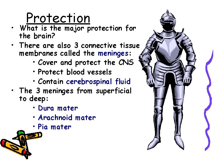 Protection • What is the major protection for the brain? • There also 3