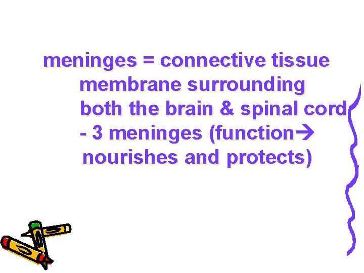 meninges = connective tissue membrane surrounding both the brain & spinal cord - 3