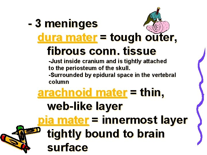 - 3 meninges dura mater = tough outer, fibrous conn. tissue -Just inside cranium