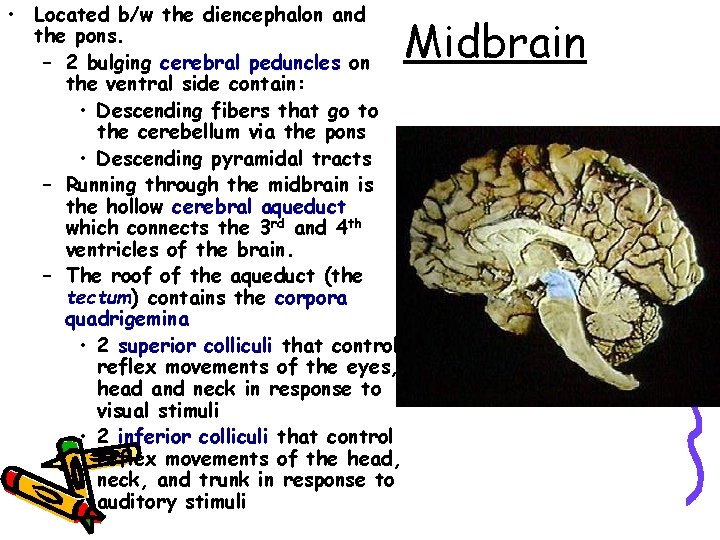  • Located b/w the diencephalon and the pons. – 2 bulging cerebral peduncles