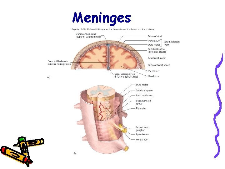 Meninges 