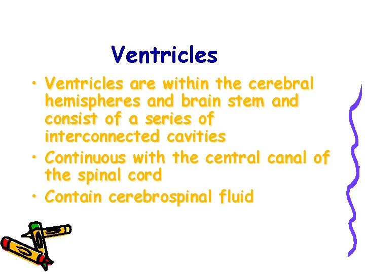 Ventricles • Ventricles are within the cerebral hemispheres and brain stem and consist of
