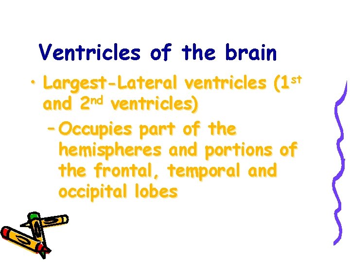 Ventricles of the brain • Largest-Lateral ventricles (1 st and 2 nd ventricles) –