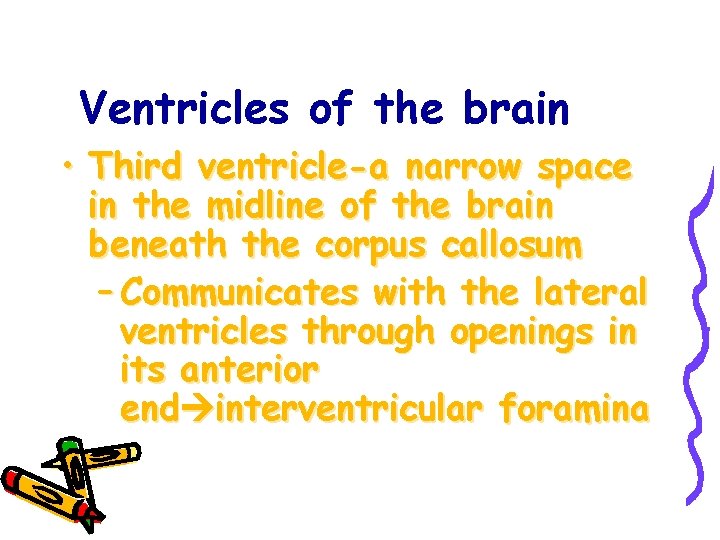 Ventricles of the brain • Third ventricle-a narrow space in the midline of the