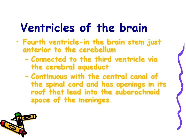 Ventricles of the brain • Fourth ventricle-in the brain stem just anterior to the