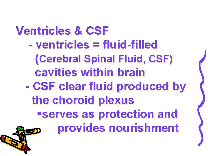 Ventricles & CSF - ventricles = fluid-filled (Cerebral Spinal Fluid, CSF) cavities within brain