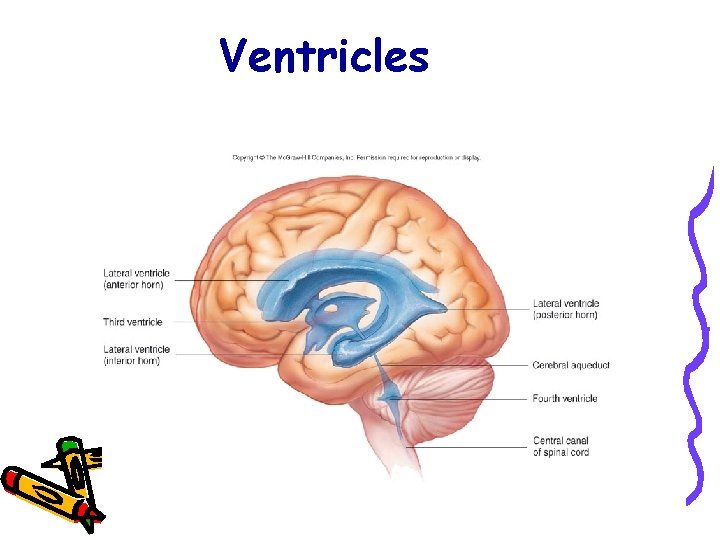 Ventricles 