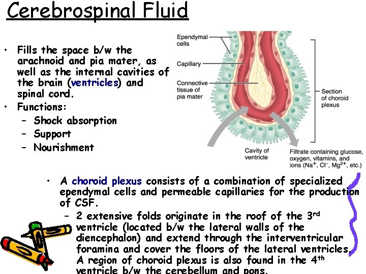 Cerebrospinal Fluid • Fills the space b/w the arachnoid and pia mater, as well