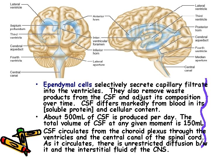  • Ependymal cells selectively secrete capillary filtrate into the ventricles. They also remove