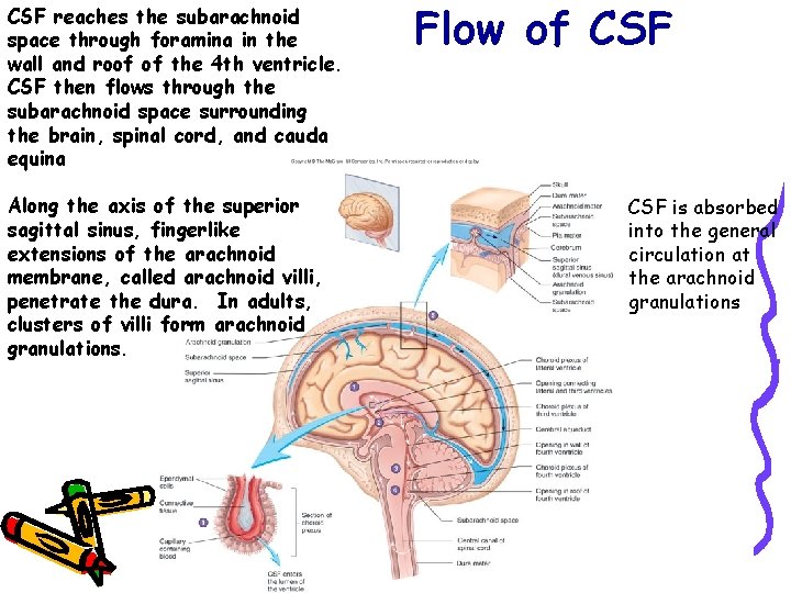 CSF reaches the subarachnoid space through foramina in the wall and roof of the