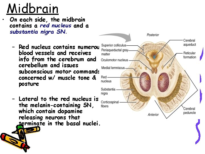 Midbrain • On each side, the midbrain contains a red nucleus and a substantia