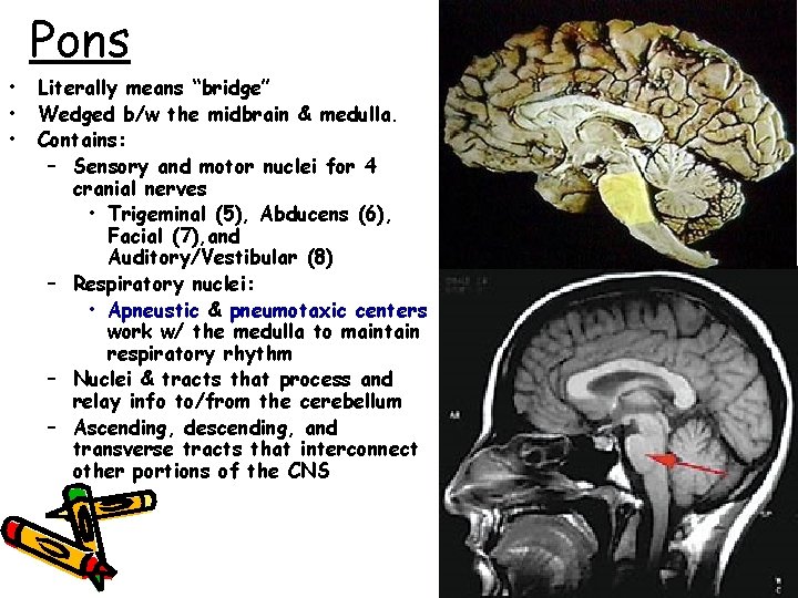 Pons • • • Literally means “bridge” Wedged b/w the midbrain & medulla. Contains: