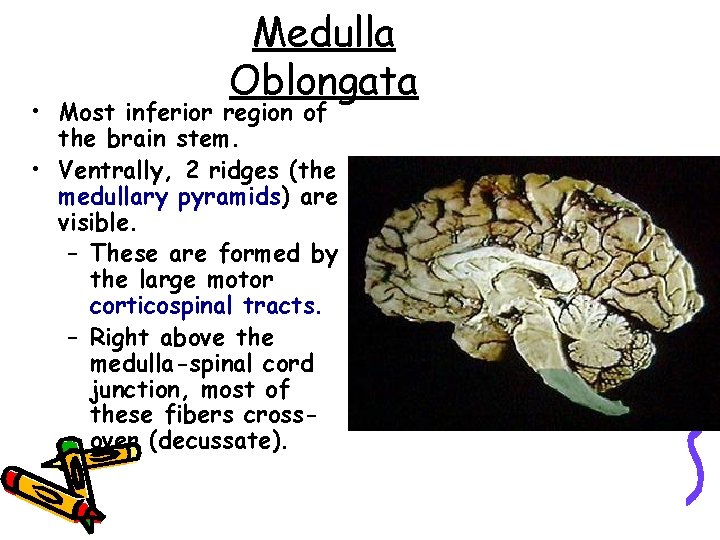 Medulla Oblongata • Most inferior region of the brain stem. • Ventrally, 2 ridges