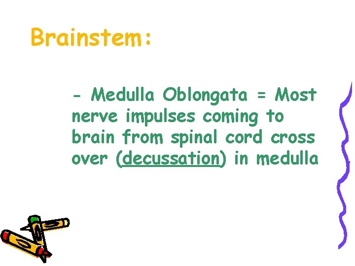 Brainstem: - Medulla Oblongata = Most nerve impulses coming to brain from spinal cord