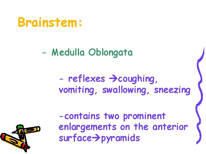 Brainstem: - Medulla Oblongata - reflexes coughing, vomiting, swallowing, sneezing -contains two prominent enlargements