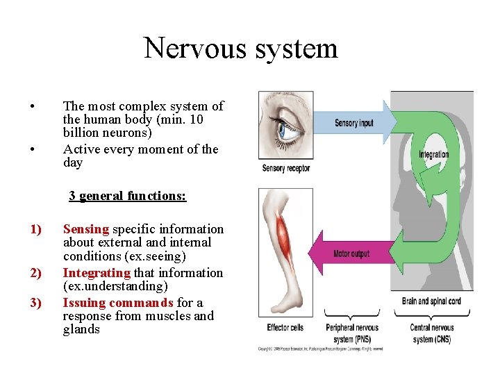 Nervous system • • The most complex system of the human body (min. 10