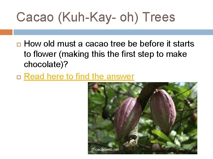 Cacao (Kuh-Kay- oh) Trees How old must a cacao tree be before it starts