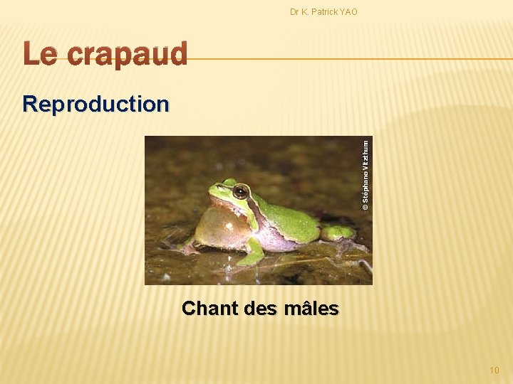 Dr K. Patrick YAO Le crapaud Reproduction Chant des mâles 10 