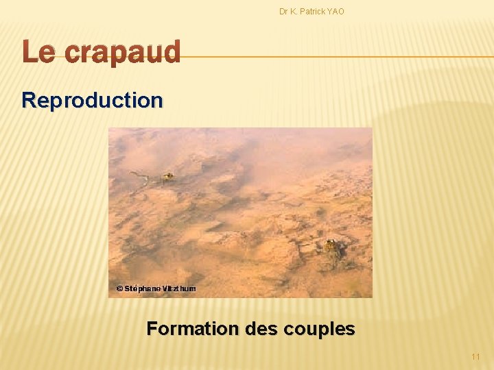 Dr K. Patrick YAO Le crapaud Reproduction Formation des couples 11 