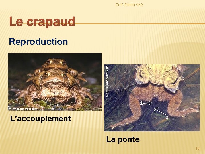 Dr K. Patrick YAO Le crapaud Reproduction L’accouplement La ponte 12 