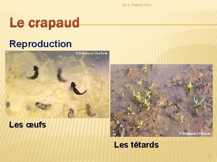 Dr K. Patrick YAO Le crapaud Reproduction Les œufs Les têtards 13 