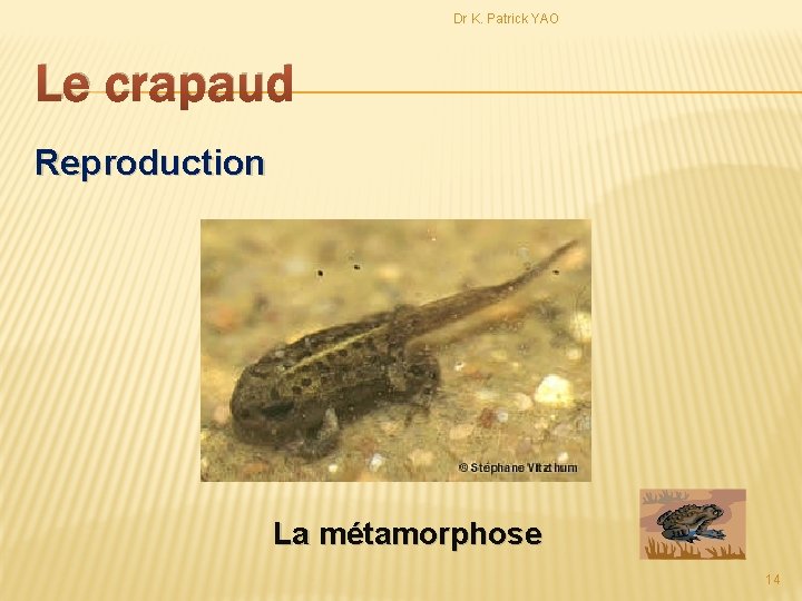 Dr K. Patrick YAO Le crapaud Reproduction La métamorphose 14 