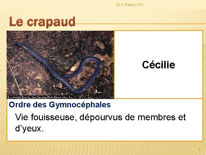 Dr K. Patrick YAO Le crapaud II. Principaux groupes Ordre des Stégocéphales Cécilie Corps